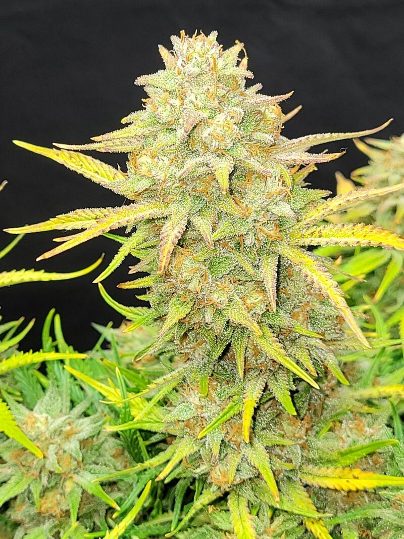 Sour Jealousy Auto, Фасовка: 3, изображение 24